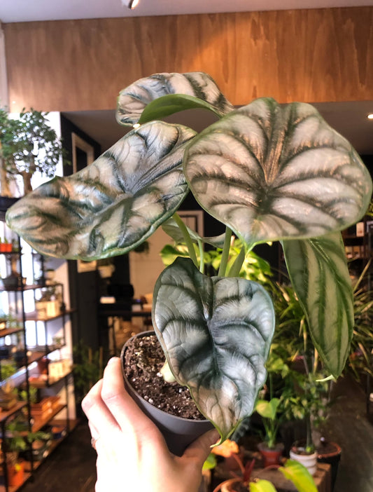 Alocasia Silver Dragon - Medium
