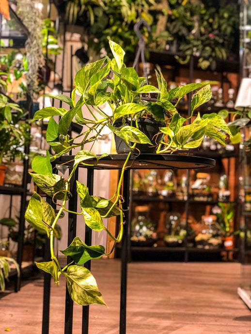 Epipremnum “Marble Queen” - Pothos - Avalon - Plants, Gifts & Antiques