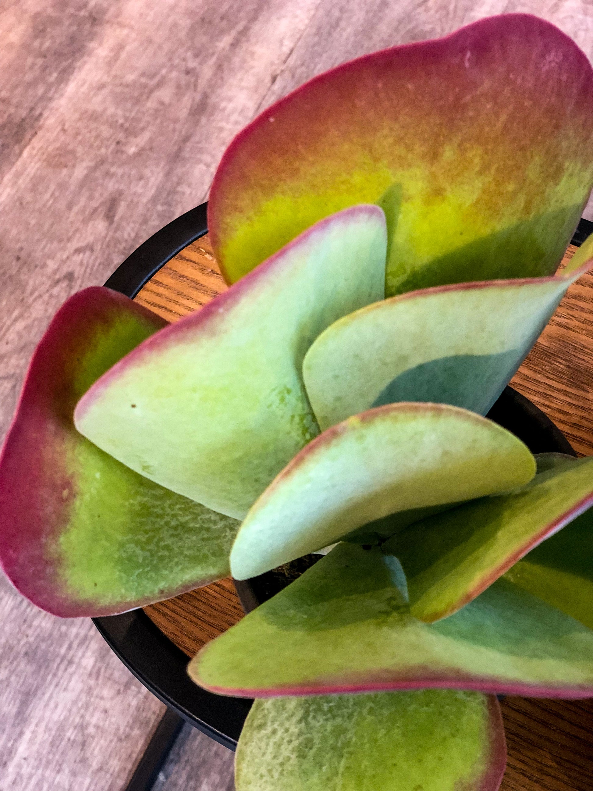 Kalanchoe Thyrsiflora - Avalon - Plants, Gifts & Antiques