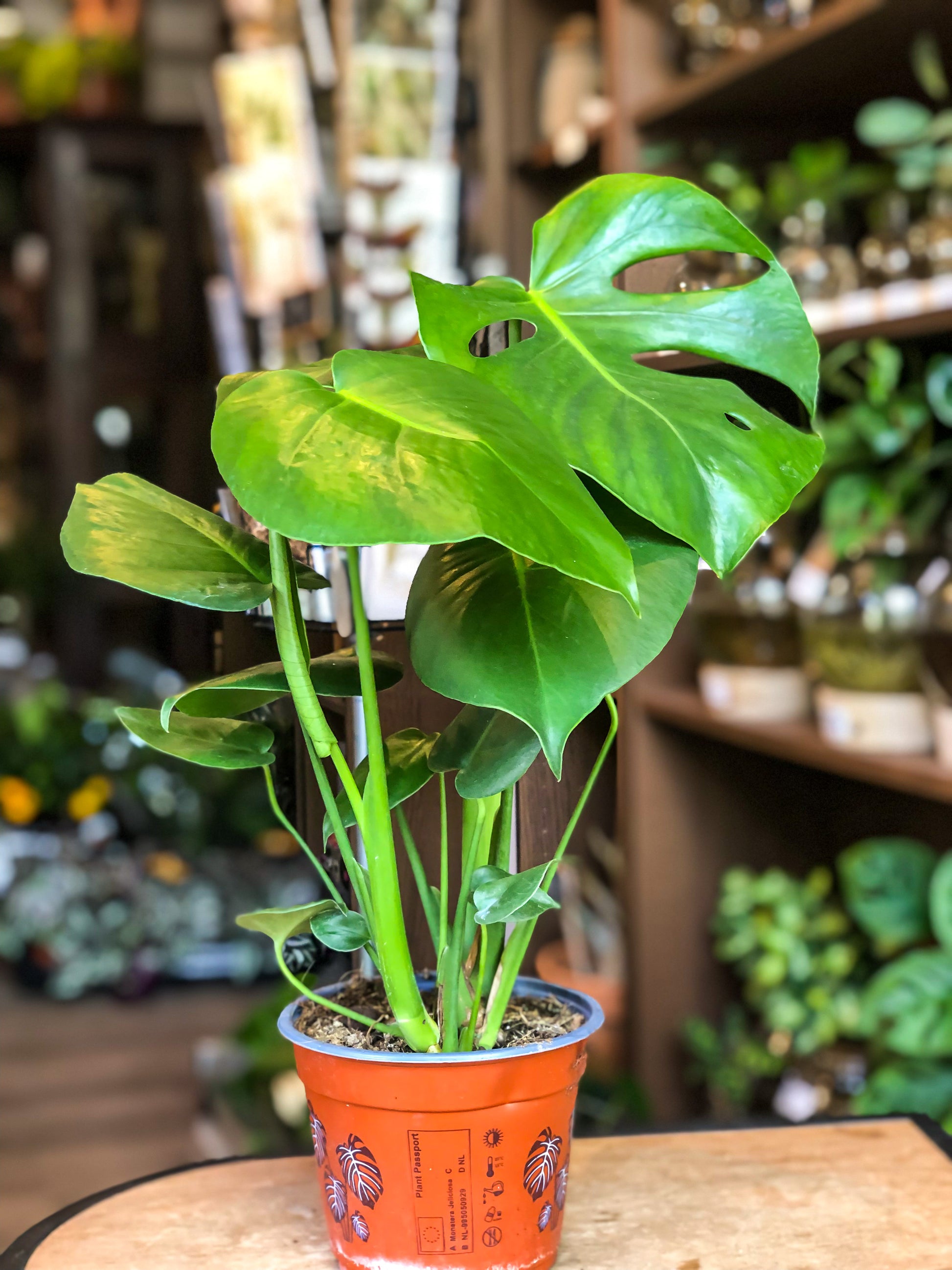 Monstera Deliciosa - Avalon - Plants, Gifts & Antiques