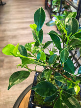 Load image into Gallery viewer, Ficus bonsai (beginner friendly) - mini
