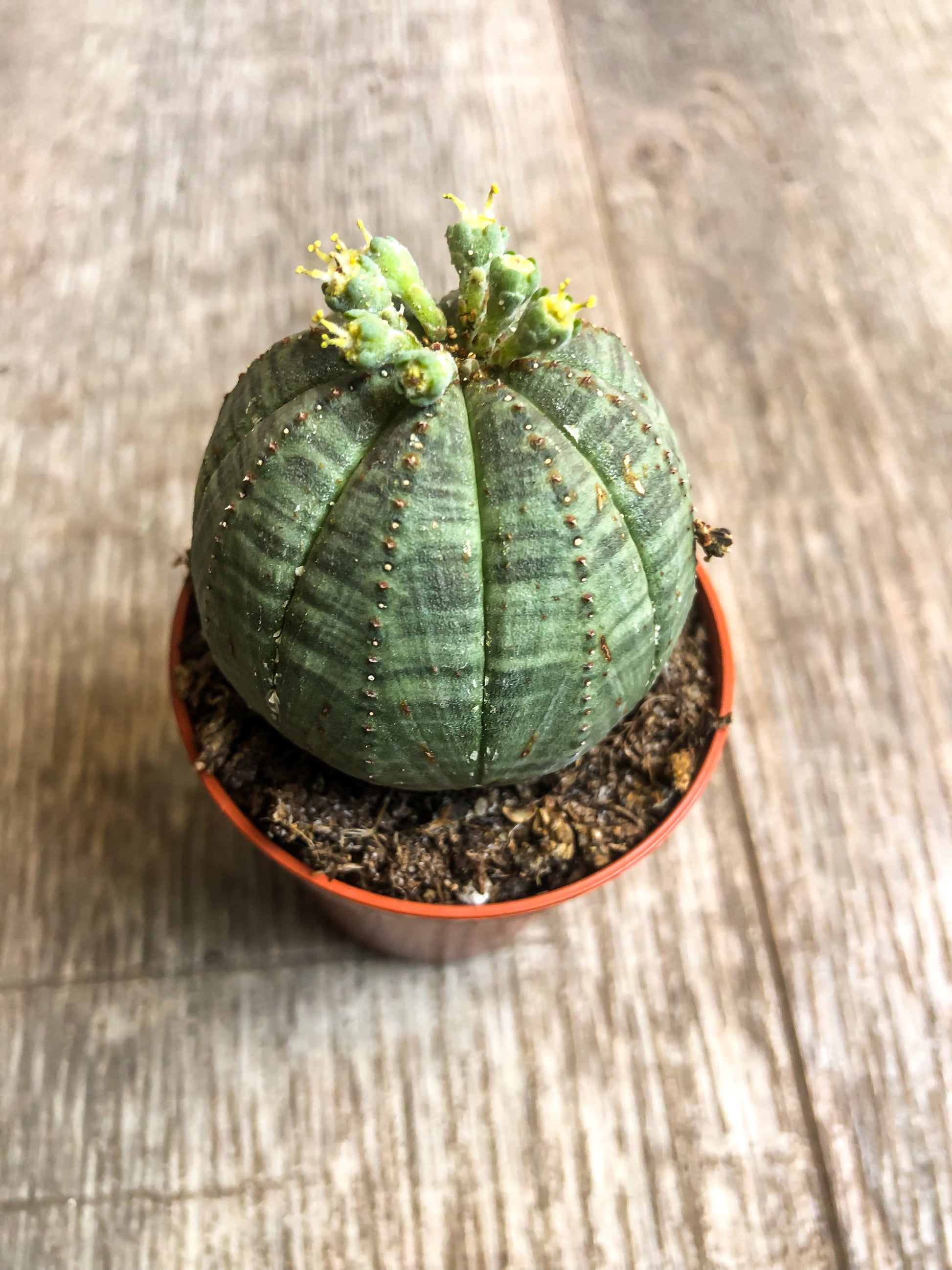 Mini Euphorbia Baseball Plant (Obesa) - Avalon - Plants, Gifts & Antiques