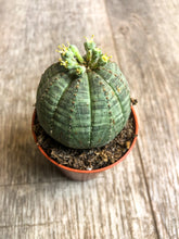 Lade das Bild in den Galerie-Viewer, Mini Euphorbia Baseball Plant (Obesa) - Avalon - Plants, Gifts &amp; Antiques

