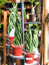 Load image into Gallery viewer, Sansevieria Cylindrica - Small - Avalon - Plants, Gifts &amp; Antiques
