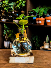 Cargar imagen en el visor de la galería, Hydroponics Plant on a Light stand- SA Series (Best Seller) - Avalon - Plants, Gifts &amp; Antiques
