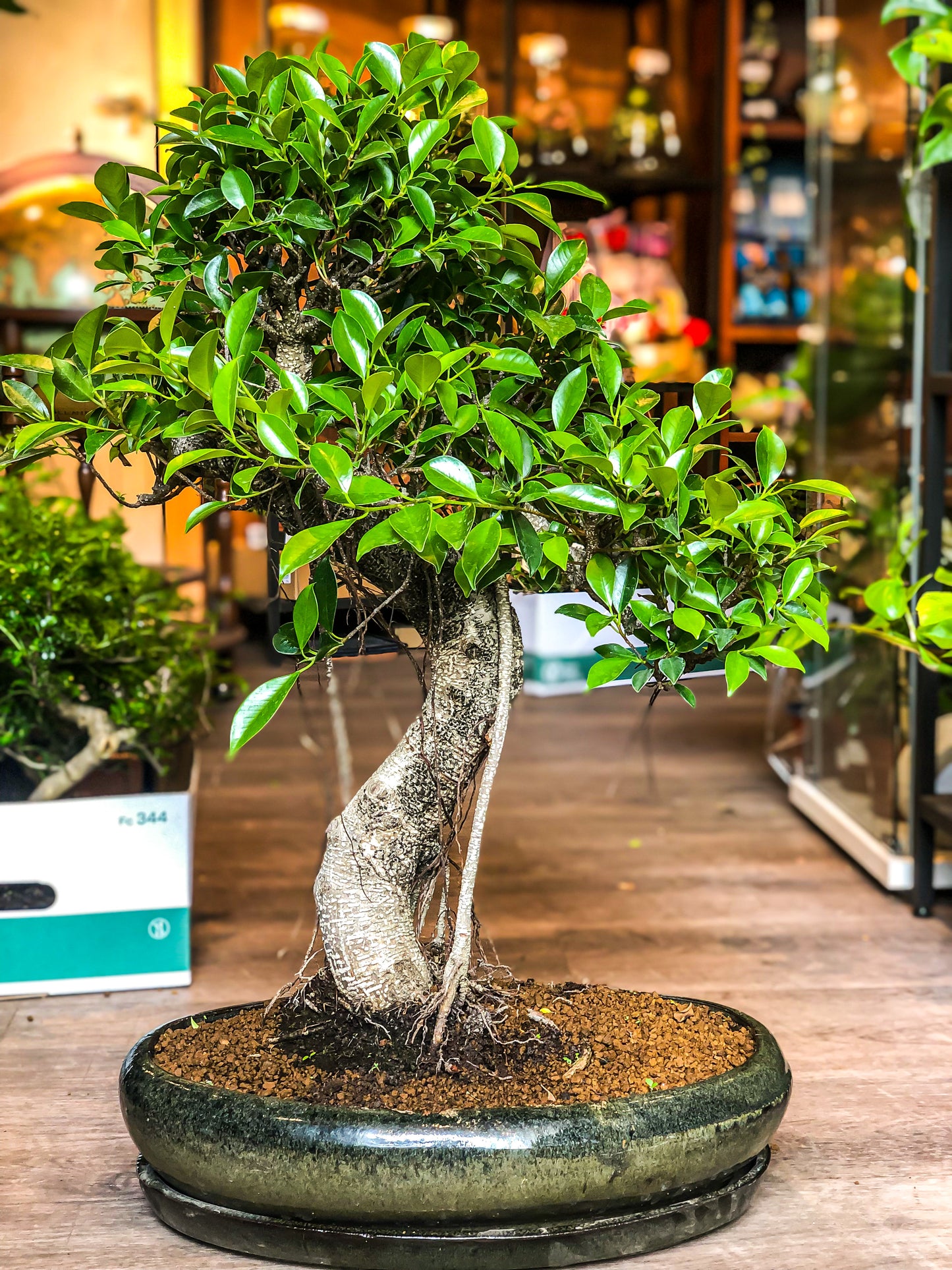 Large Ficus Bonsai with aerial root - Avalon - Plants, Gifts & Antiques