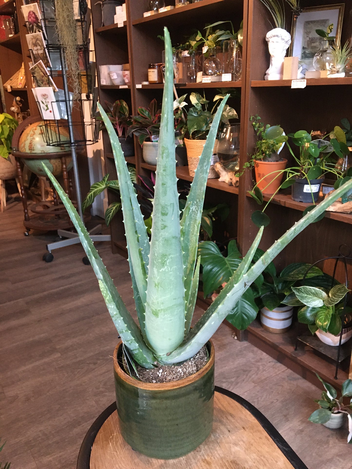 Aloe Vera