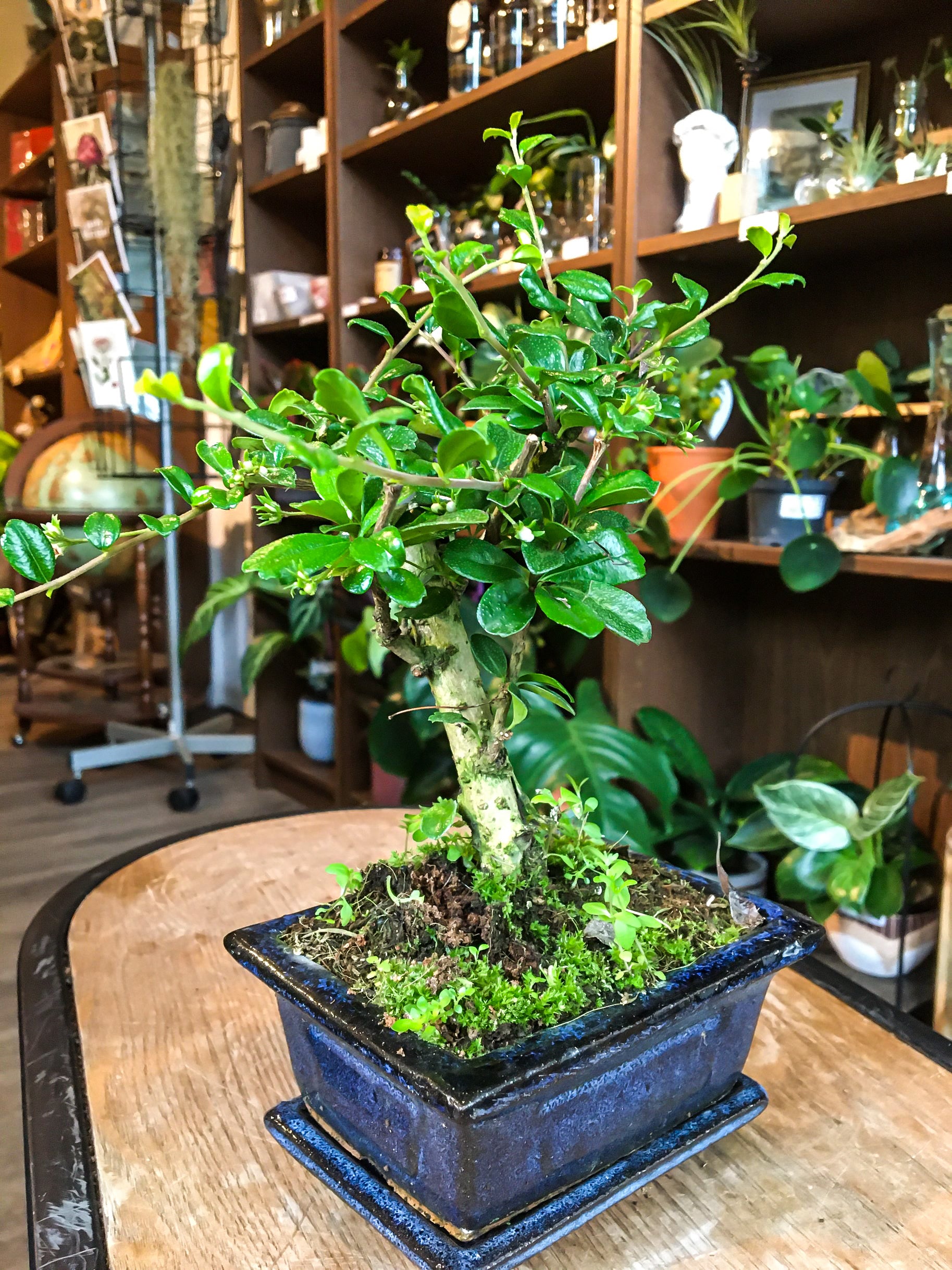 carmona bonsai tree Carmona Bonsai (mini) – Avalon