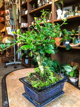 Load image into Gallery viewer, Carmona bonsai - mini
