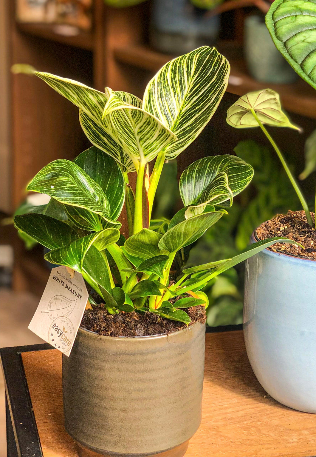 Philodendron White Measure - Avalon - Plants, Gifts & Antiques