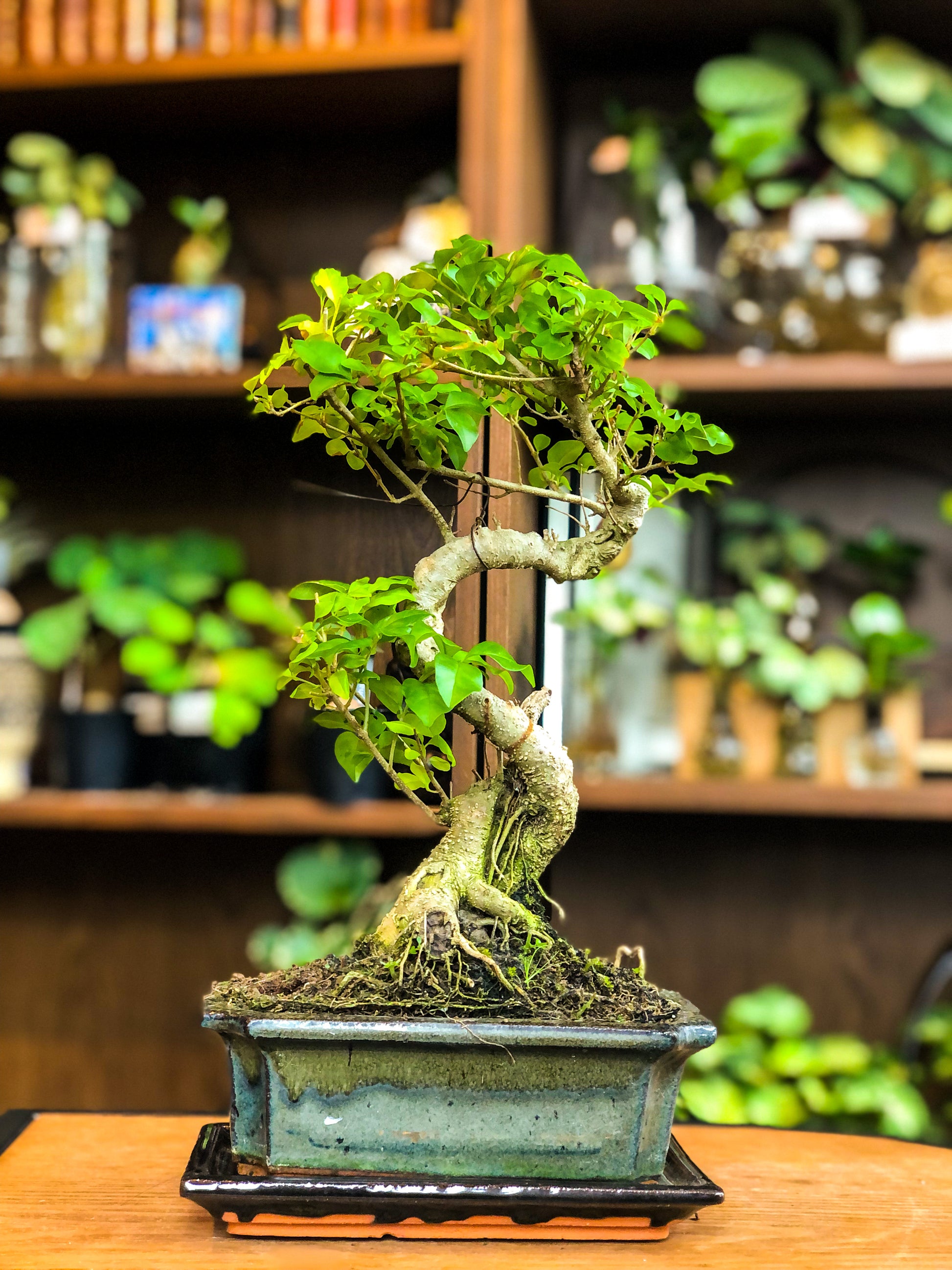 Ligustrum Bonsai (Medium) - Avalon - Plants, Gifts & Antiques