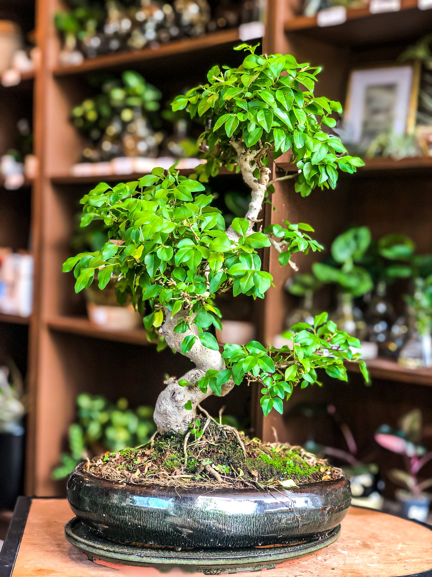 Ligustrum Bonsai (Medium-Large) - Avalon - Plants, Gifts & Antiques
