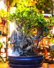 Load image into Gallery viewer, Ficus Bonsai &amp; Rock Scene (Amsterdam only) - Avalon - Plants, Gifts &amp; Antiques
