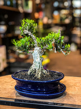 Load image into Gallery viewer, Buxus Bonsai (S) | Chokkan Style (Formal upright)
