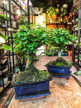 Lade das Bild in den Galerie-Viewer, Ligustrum bonsai- mini

