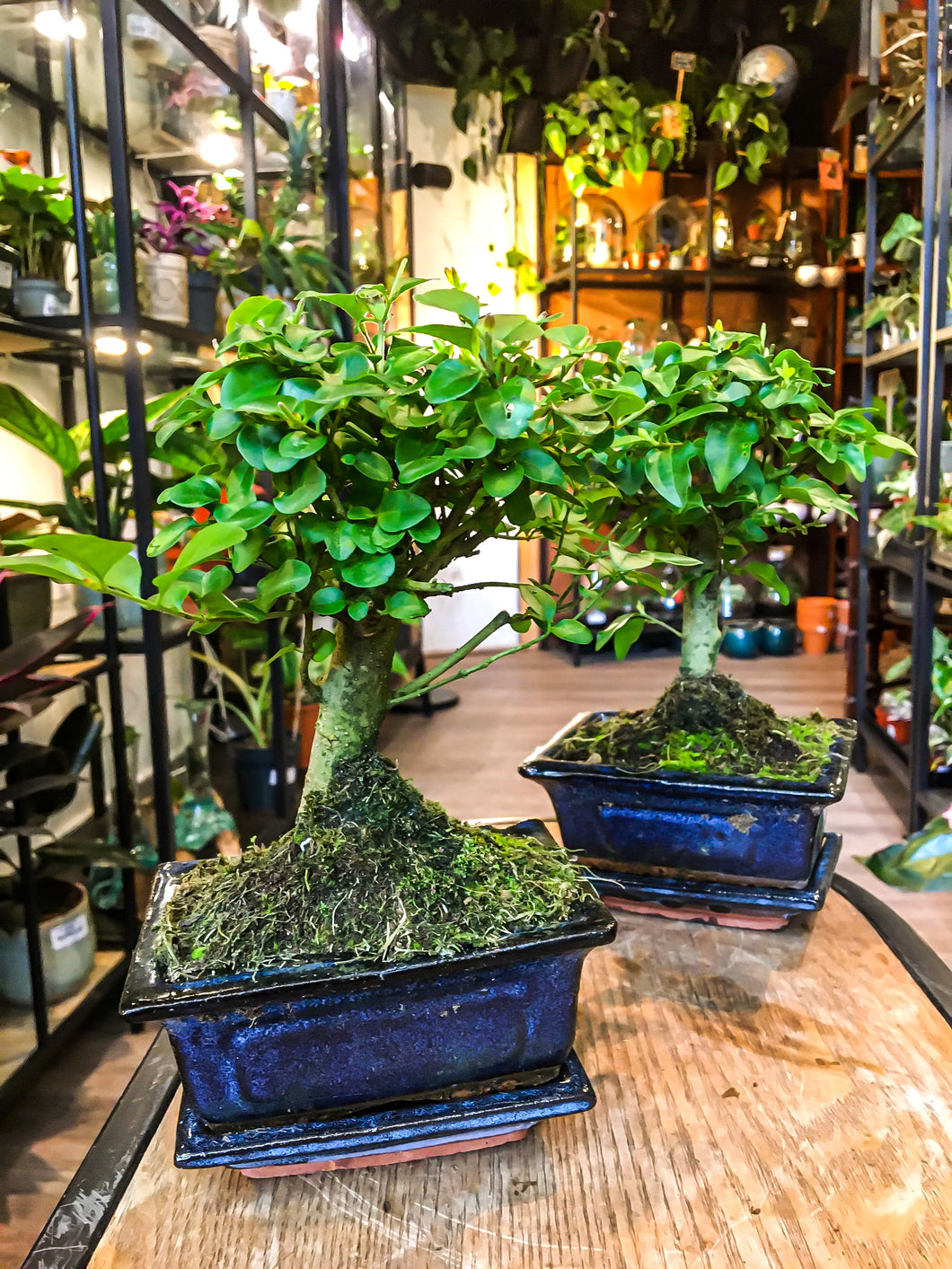 Ligustrum bonsai- mini