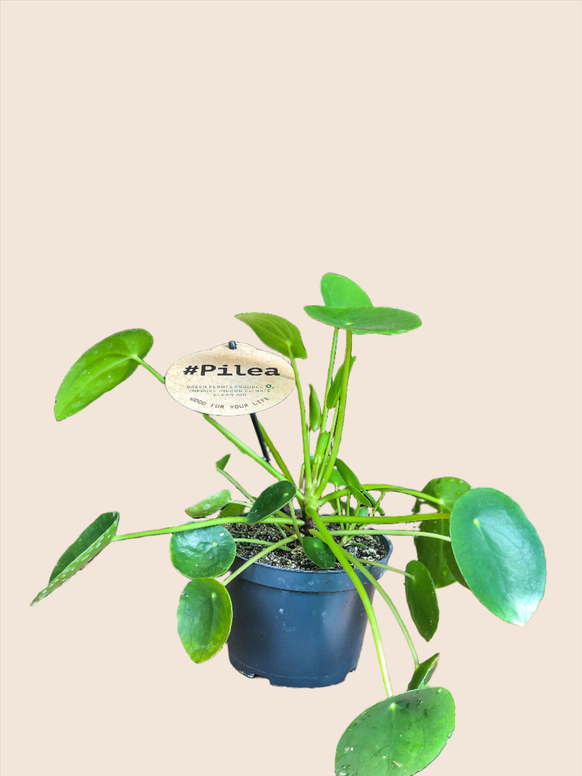 Pliea (pannenkoekplant) - Avalon - Plants, Gifts & Antiques