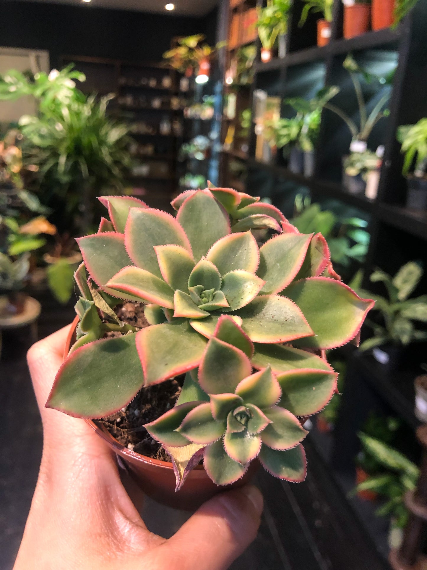 Aeonium tricolor