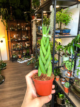 Lade das Bild in den Galerie-Viewer, Sansevieria Cylindrica - Small - Avalon - Plants, Gifts &amp; Antiques
