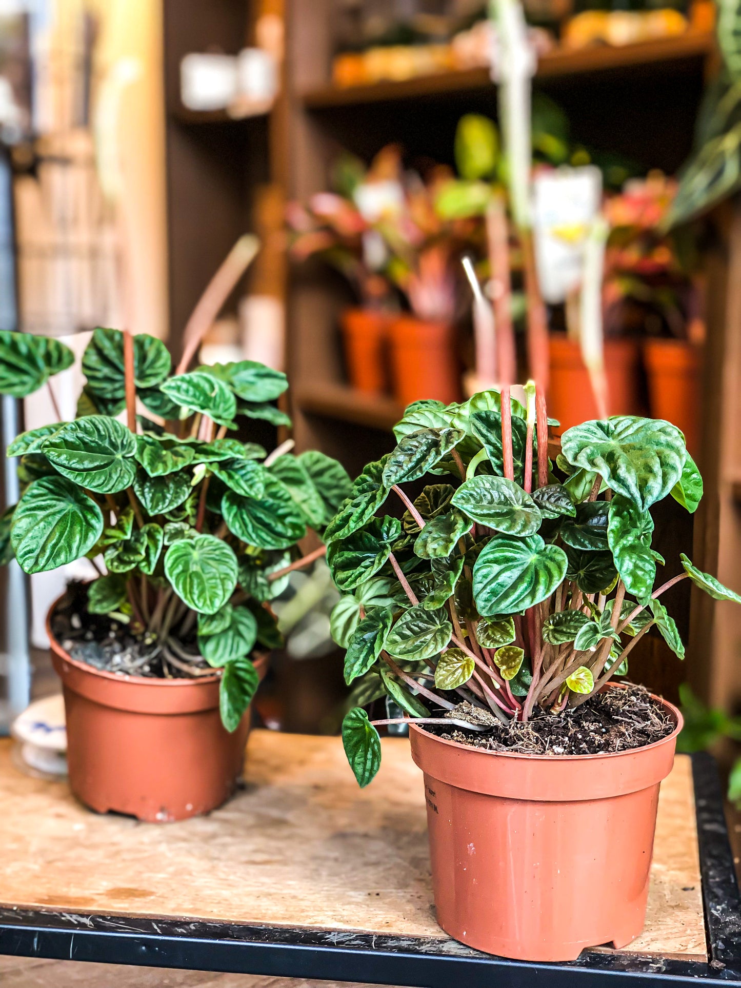 Peperomia caperata “Lilian”