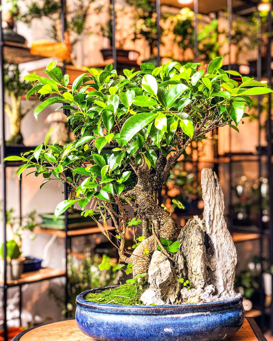 Ficus Bonsai with a Rock Scene - Avalon - Plants, Gifts & Antiques