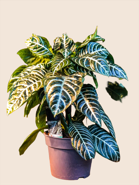 Zebra Plant (Aphelandra Squarrosa) - Avalon - Gifts, Antiques & Plants