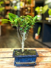 Laad afbeelding in Galerijviewer, Ficus bonsai (beginner friendly) - mini
