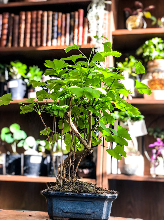Ginkgo - Medium - Avalon - Gifts, Antiques & Plants