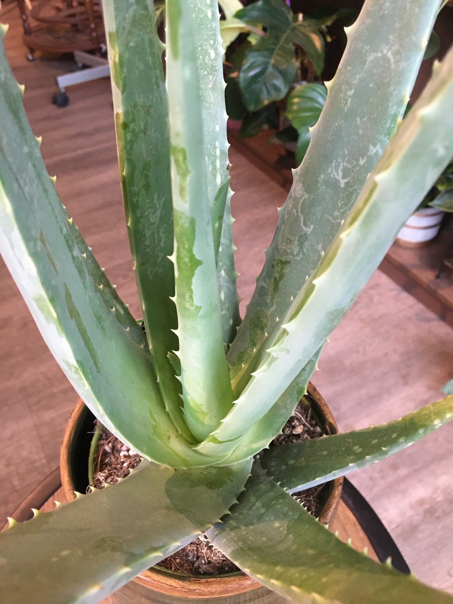 Aloe Vera