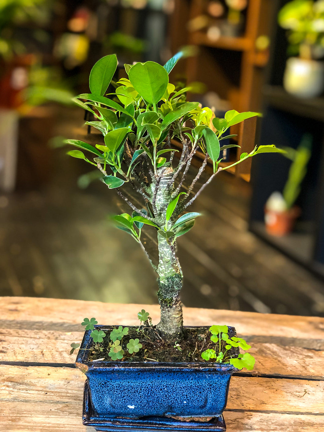 Ficus bonsai (beginner friendly) - mini