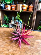 Load image into Gallery viewer, Tillandsia Ionantha Red Regular - Avalon - Plants, Gifts &amp; Antiques
