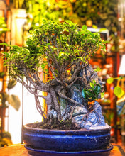 Load image into Gallery viewer, Ficus Bonsai &amp; Rock Scene (Amsterdam only) - Avalon - Plants, Gifts &amp; Antiques

