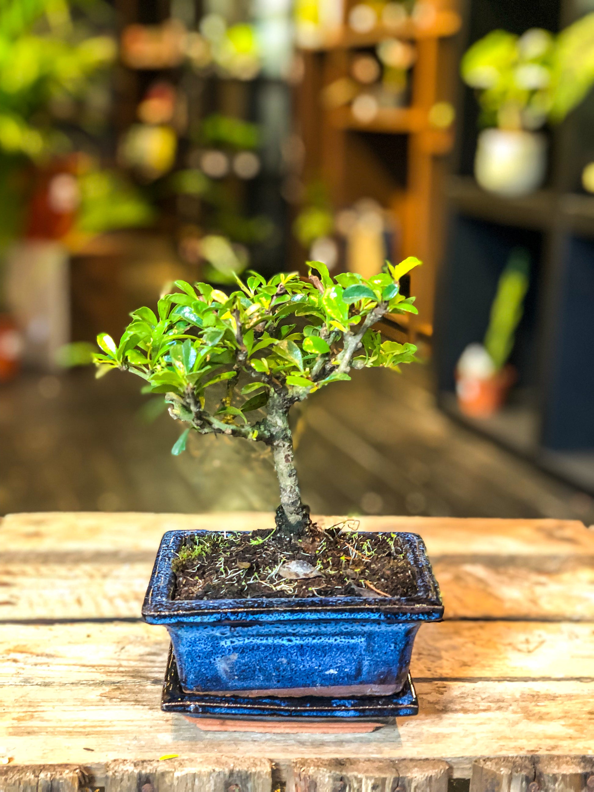 bonsai tree carmona Carmona Bonsai (mini) – Avalon