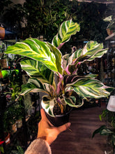 Load image into Gallery viewer, Calathea White Fusion - Avalon - Plants, Gifts &amp; Antiques
