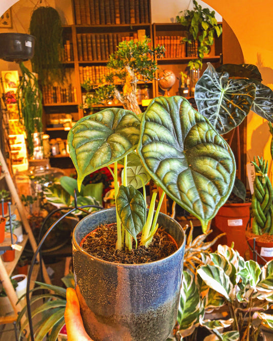 Alocasia Dragon Scale - Avalon - Plants, Gifts & Antiques