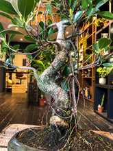 Load image into Gallery viewer, Ficus Bonsai (L) | Moyogi Style (S-shaped)
