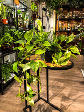 Laad afbeelding in Galerijviewer, Epipremnum “Marble Queen” - Pothos - Avalon - Plants, Gifts &amp; Antiques
