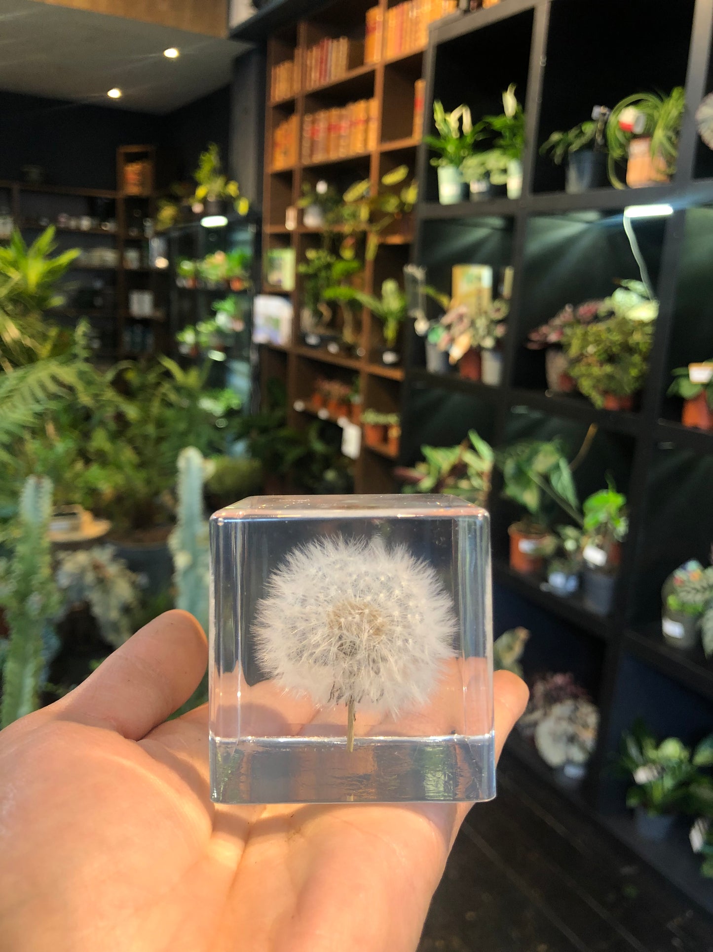 Dandelion in Resin Cube