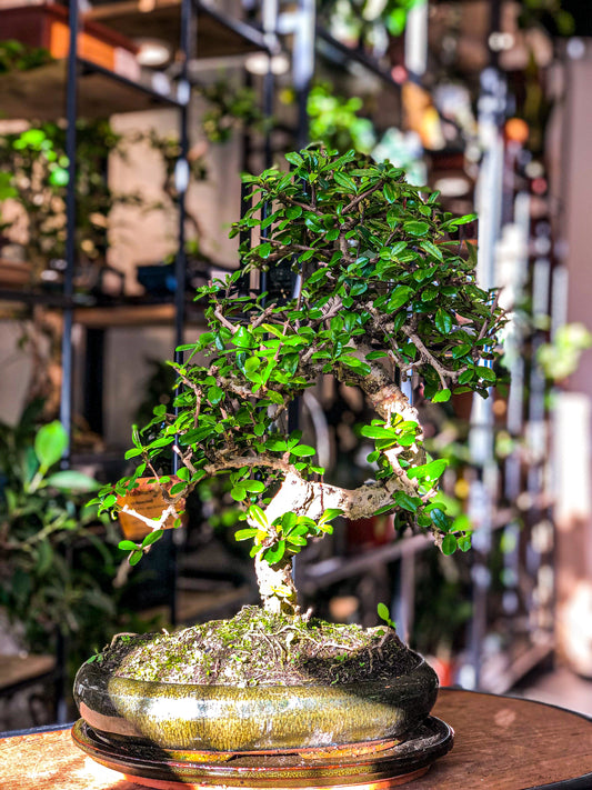 Carmona Bonsai Tree (Medium) - Avalon - Plants, Gifts & Antiques