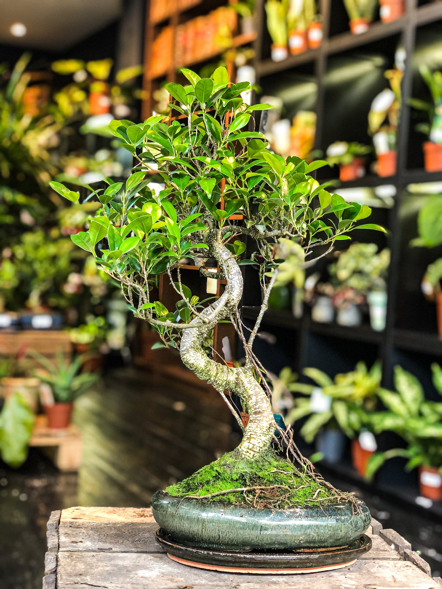 Ficus Bonsai (L) | Moyogi Style (S-shaped)
