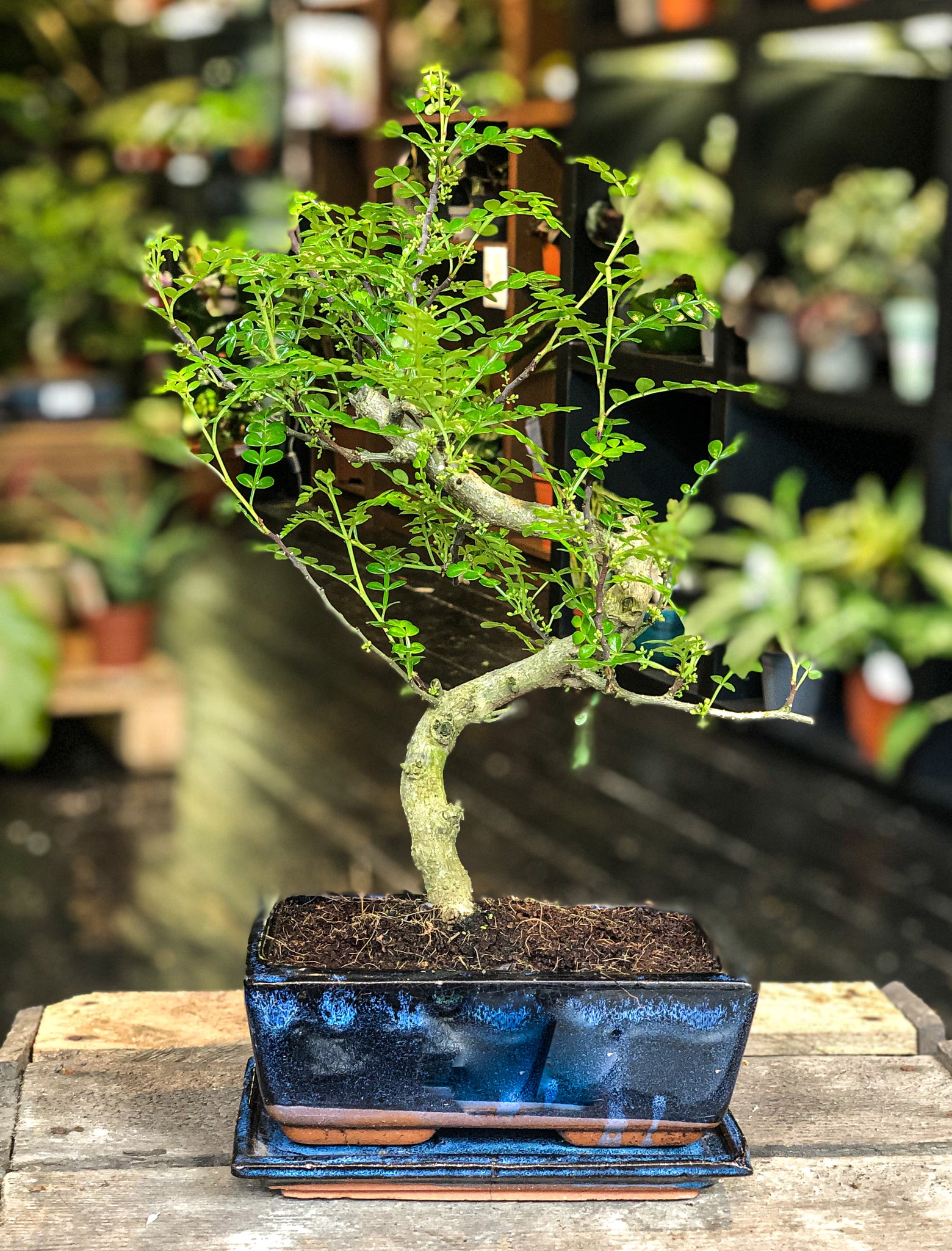 pepper tree bonsai